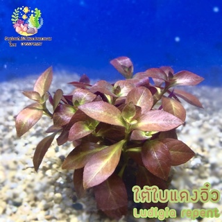 ใต้ใบแดง(จิ๋ว)🌱Ludwigia repens🌱