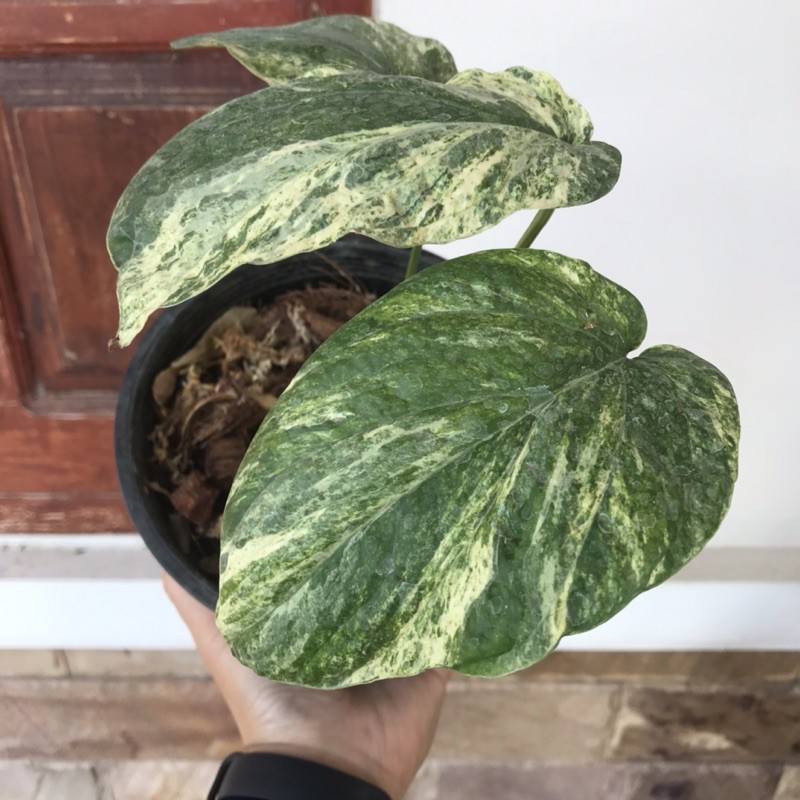 Amydrium Medium Variegated