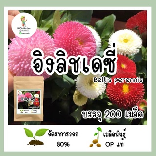 เมล็ดพันธุ์ อิงลิชเดซี่ เบลลิส คละสี Bellis Perennis บรรจุ 200 เมล็ด พันธุ์OPแท้ อัตราการงอกสูง