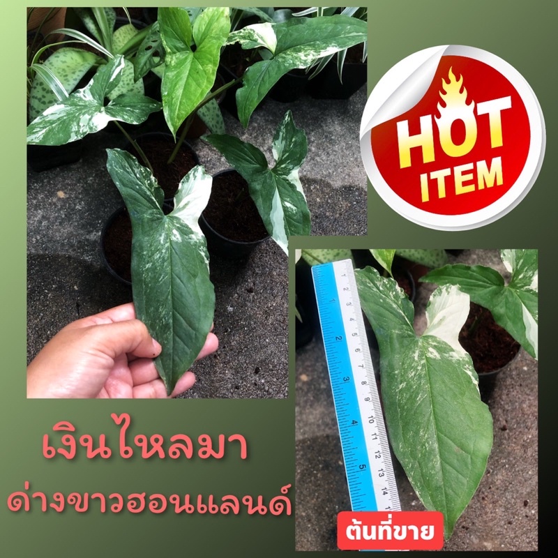 Syngoniumเงินไหลมาด่างขาวด่างสวย🌱พร้อมส่ง🌱🔥🔥จัดโปรโมชั่น🔥🔥