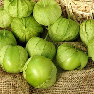 เมล็ดพันธุ์ โทมาทิลโล่ สีเขียว (Green Tomatillo Seed) บรรจุ 20 เมล็ด