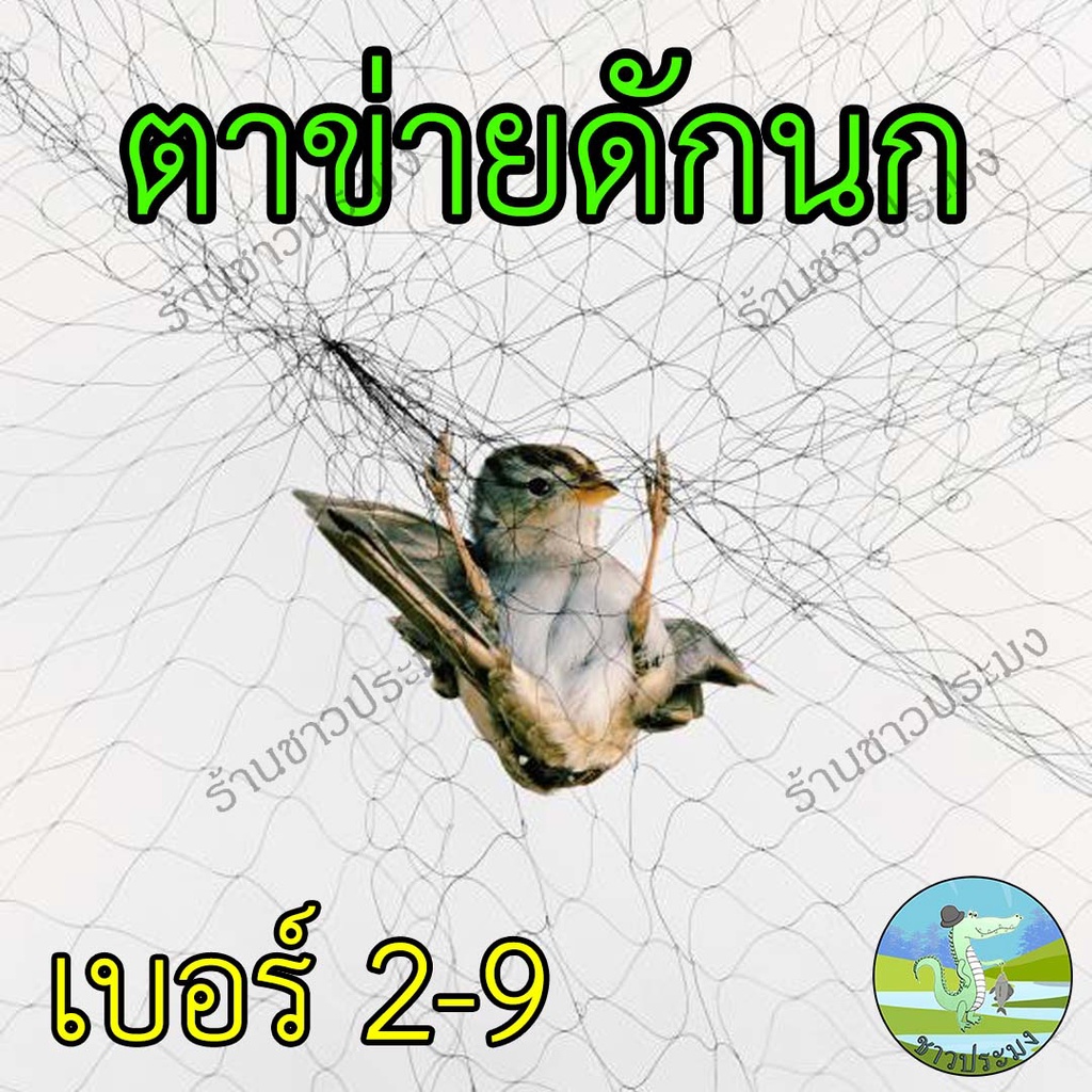 ตาข่ายดักนก ขนาดตา 2-9 เซน สูง 2.5-3 เมตรยาว 9-14 เมตร ดางดักนก ตาข่ายดักค้างคาว ตาข่ายจับนก พิราบ