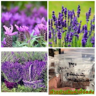 (ขาย เมล็ด ) เมล็ด ลาเวนเดอร์ เมล็ดลาเวนเดอร์ สี ม่วง lavender flower / คุณนายแหวนเพชร