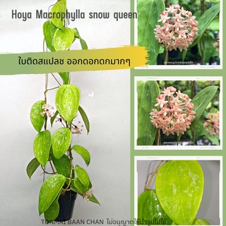 Hoya Macrophylla snow queen โฮย่าสะสม ต้นไม้แขวนประดับ ออกดอกเก่ง