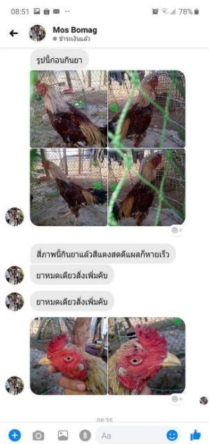 บำรุงกำลังไก่ชนแสนเก่ง #กำลังไก่ชนแสนเก่ง #แสนเก่ง #บำรุงไก่ชน - รูปที่ 4