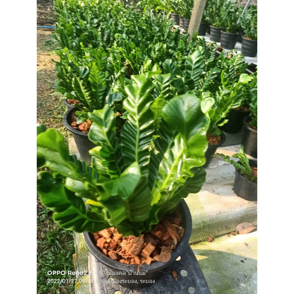 ต้นเฟิร์น คอบบร้า กระถาง 8 นิ้วเตี้ยAsplenium sp.'Cobra (Cobra Bird's nest fern) เฟิร์นข้าหลวงคอบบร้า ไม้ฟอกอากาศห่อตุ้ม