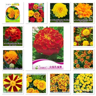 เมล็ด ดาวเรือง ฝรั่งเศส 30-300 เมล็ด  French Marigold  เมล็ดนำเข้า