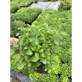 ต้นหญ้าหวาน (Stevia) สมุนไพรหญ้าหวาน ให้ความหวานแทนน้ำตาล ใช้ทำชาหญ้าหวาน 🌿