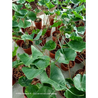 Alocasia stingray อโลคาเซีย ต้นหางกระเบน ไม้สะสม ไม้ฟอกอากาศ ไม้ด่าง