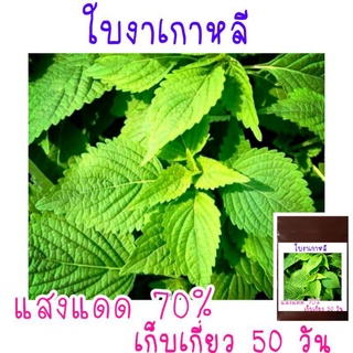 เมล็ด​พันธุ์​ ใบงาเกาหลี​ 150​ เมล็ด