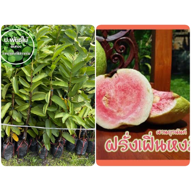 ต้นฝรั่งเฟิ่นหงษ์มี่ ดกพิเศษ กำลังนิยม เสียหายเครมฟรี