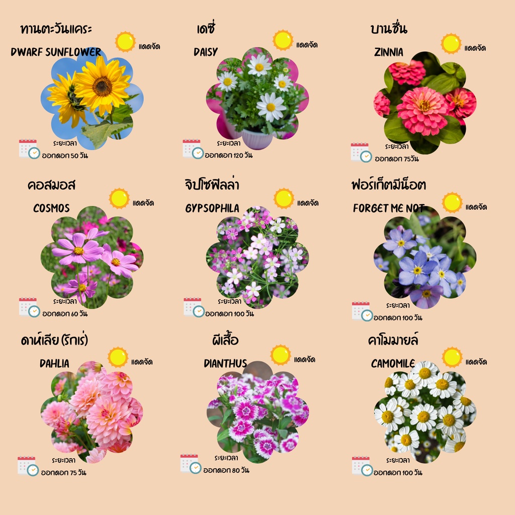 ชุดปลูกดอกไม้ ชุดพร้อมปลูก ชุดของขวัญ Mini set - รูปที่ 4