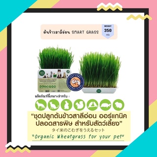 SMART GRASS ชุดปลูกต้นข้าวสาลีอ่อน ออร์แกนิค ปลอดสารพิษสำหรับสัตว์เลี้ยง 350 g