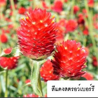 เมล็ดพันธุ์ ดอกบานไม่รู้โรย สีแดงสตอเบอรี่ 50เมล็ด