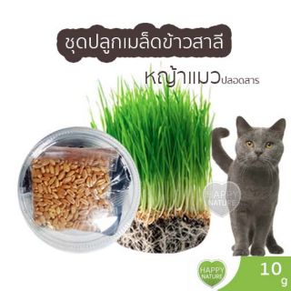 ชุดปลูกพร้อมดิน หญ้าแมว ต้นอ่อนข้าวสาลี ชุดปลูกข้าวสาลี Wheat Grass 1ชุด