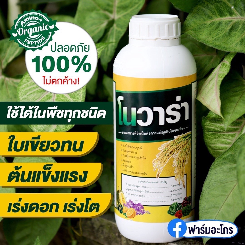 โนวาร่า อะมิโนชนิดเข้มข้น ต้นเขียวใบเขียวเร่งดอกเร่งโต ทนต่อสภาพอากาศที่เปลี่ยนแปลง