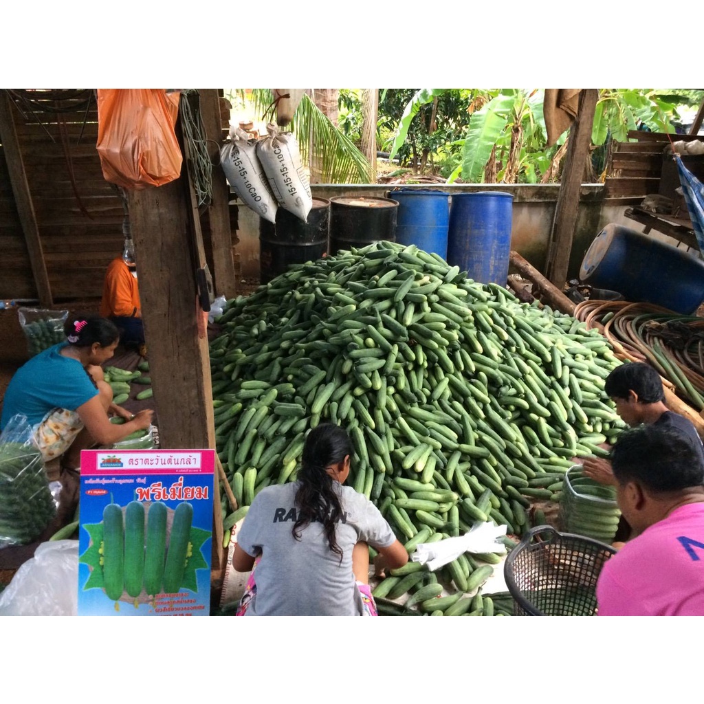 100กรัม แตงร้านพรีเมี่ยม เมล็ดพันธุ์ แตงร้าน ตะวันต้นกล้า แตงร้านพรีเมี่ยม - รูปที่ 3
