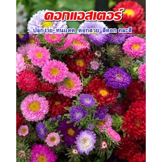 เมล็ดดอกแอสเตอร์คละสีเมล็ดพันธุ์ ดอกแอสเตอร์ เมล็ด Aster แอสเตอร์