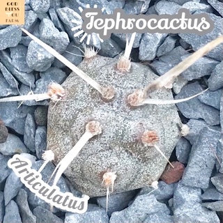 [หนามกระดาษ] Tephrocactus Articulatus ส่งพร้อมกระถาง แคคตัส Cactus Succulent Haworthia Euphorbia ไม้หายาก พืชอวบน้ำ