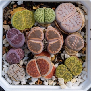 ไลทอป Lithops colorful 1 cm. คละสายพันธุ์