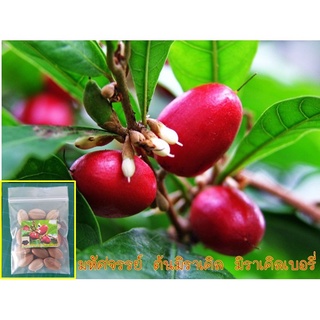 15 เมล็ด มหัศจรรย์ ต้นมิราเคิล มิราเคิลเบอรี่ Miracle fruit; Miracle berry มีบริการเก็บเงินปลายทาง