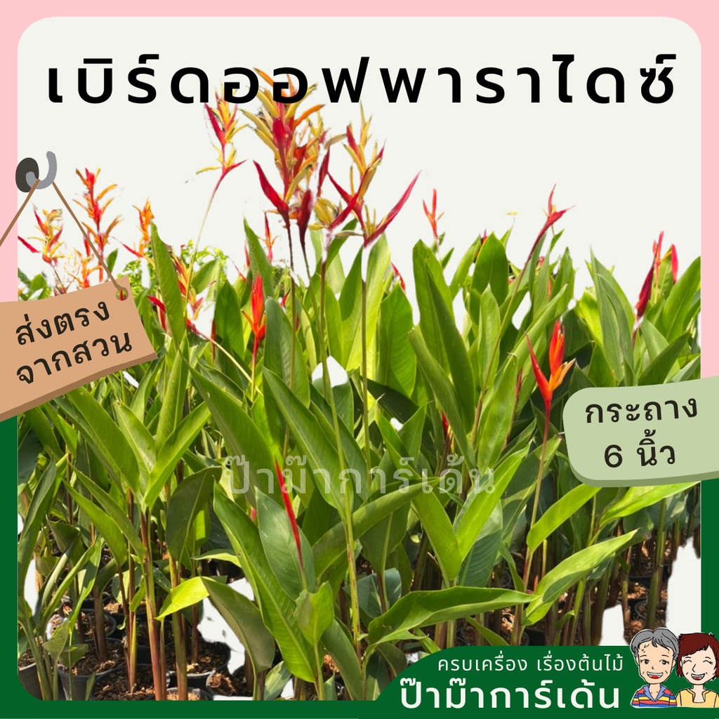 มุมมอง 5