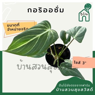 กลอลิโอซั่ม กระถาง 3 นิ้ว ฟิโลเดนดรอน philodendron gloriosum