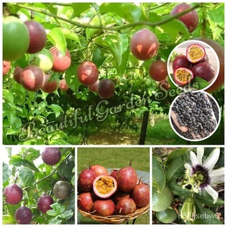 ถูก ใหม่ สายพันธุ์เมล็ดพันธุ์เสาวรส (Passion Fruit Seeds) พันธุ์ไม้หายาก ต้นผลไม้ บอนไซ ไม้ประดับ ต้นไม้แคระ พันธุ์ไม UO