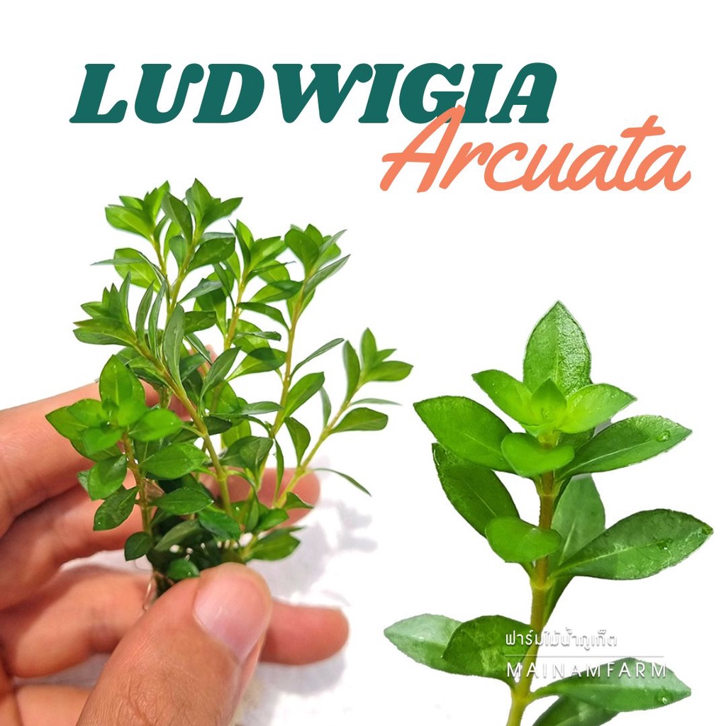 LUDWIGIA ARCUATA ต้นไม้น้ำ