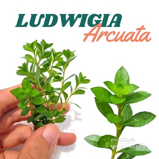 ลัดวีเจีย ใบเข็ม (อควาต้า) แดง – LUDWIGIA ARCUATA ต้นไม้น้ำ