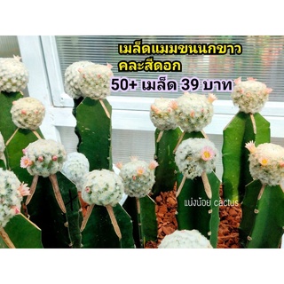 🔖50%💥เมล็ดขนนกขาว คละสีดอก เน้นชมพู 🌼รอบเก็บ 1/9/2022🎉 เมล็ดแคคตัส