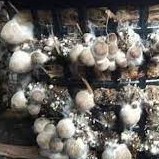 ก้อนเชื้อเห็ดฟาง เชื้อเดินดี เห็ดฟางดอกใหญ่ เพาะในฟางข้าวที่แช่น้ำแล้ว ในตระกร้า ในโรงเรือน แถมอาหารเสริมทุกกล่องฟรี ราคา ถูกที่สุด ดีลบีเคเค แกลเลอรีภาพที่ 9