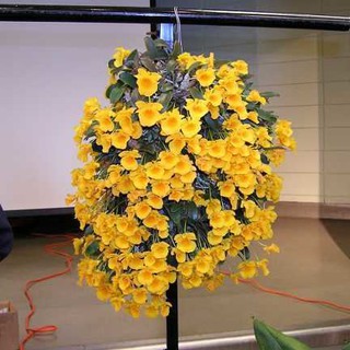 กล้วยไม้จิ๋ว เอื้องผึ้งจิ๋ว  Dendrobium jenkinsii ดอกหอม