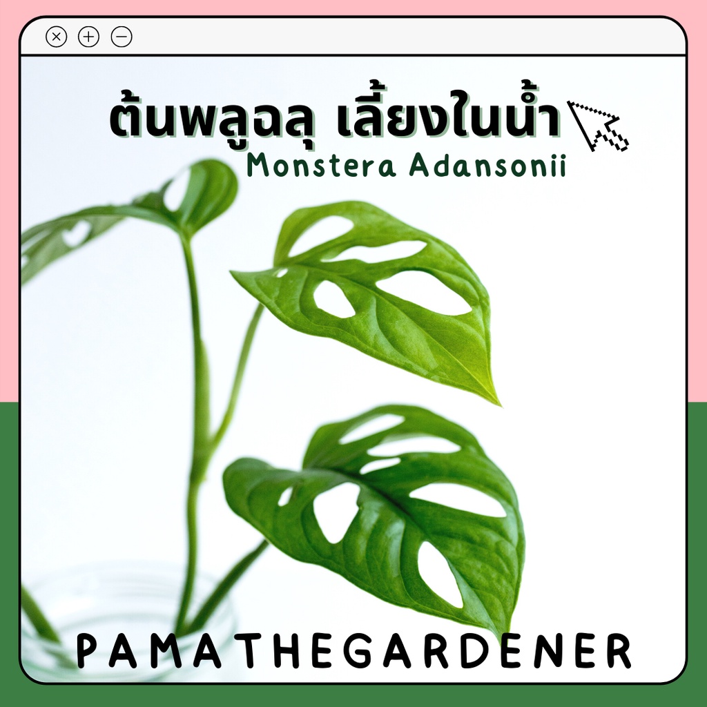 มุมมอง 2