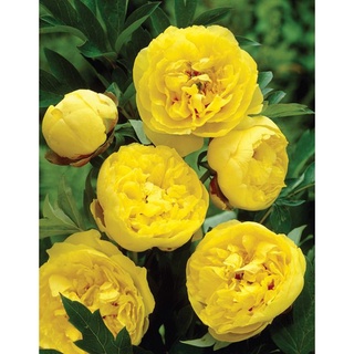 20 เมล็ด เมล็ดโบตั๋น ดอกโบตั๋น ดอกพีโอนี (Peony) สีเหลือง Yellow Peony