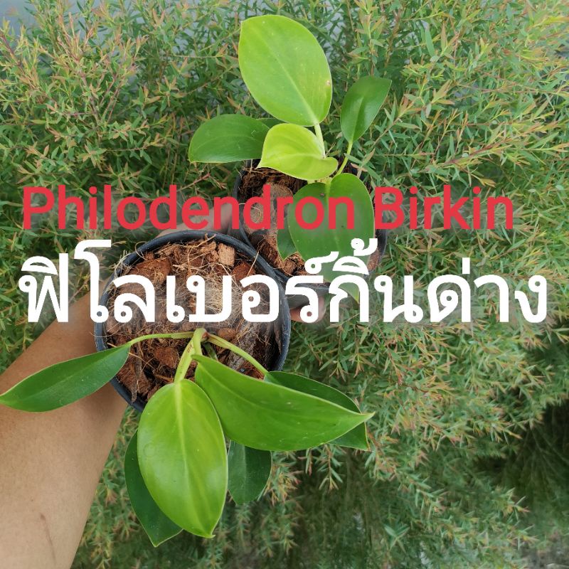 🌱ต้น​ ฟิโลเดนดรอน เบอร์กิ้นด่าง  (Philodendron Birkin) MAMEI philodendron silver cloud