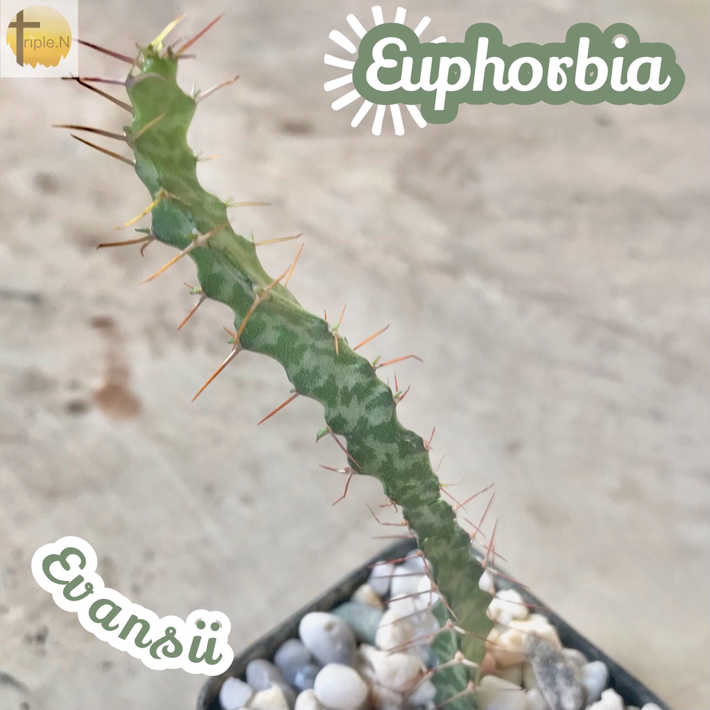 [ยูโฟเบียอีวานซิอาย] Euphorbia Evansii ส่งพร้อมกระถาง แคคตัส Cactus Succulent Haworthia ไม้อวบน้ำ พืชอวบน้ำ หนาม