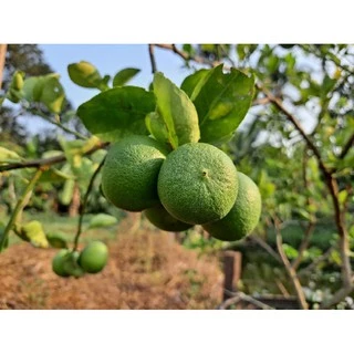 เมี่ยงคำ สูตรโบราณ มะพร้าวคั่วเอง ใหม่ สด กรอบ หอมมัน อร่อย