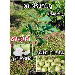 ต้นฝรั่ง ฝรั่งกิมจู (กิ่งตอน)พันธุ์แท้พร้อมปลูก กรอบ หวาน สูง70-90ซม.