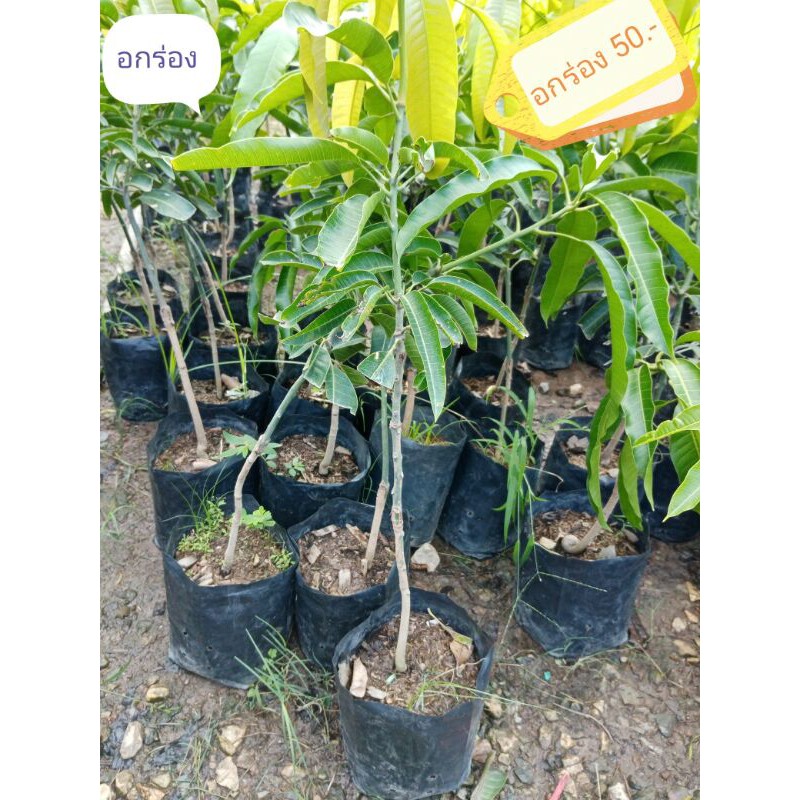 อกร่องทอง กล้าเสียบมะม่วงอกร่อง  69.-