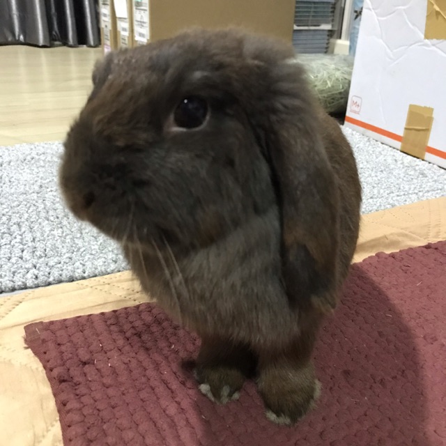 Rabbit Phone, ร้านค้าออนไลน์ | Shopee Thailand