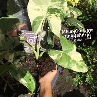 ใบก้ามปู ใบก้ามปูหมัก ส่งฟรี (5kg) ร่อนละเอียด ไม่ผสมดิน สะอาด ไร้กลิ่น หมักนานแรมปี