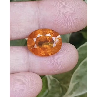 พลอย บุษราคัม yellow sapphire 16.72 กะรัต (Cts.) พร้อมใบเซอร์ พลอยแท้ อัญมณีมงคลประจําวันเกิด รับทำแหวน เครื่องประดับพลอ