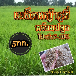 🟢 รูซี่ เมล็ดหญ้ารูซี่ 5 กิโลกรัม  #พร้อมปลูก หญ้าลูซี่ หญ้าเลี้ยงสัตว์ หญ้า พันธ์ุหญ้า  หญ้าเลี้ยงวัว