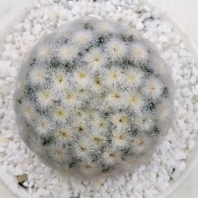 Cake Cactus Farm กระบองเพชร Mammillaria plumosa แมมขนนกขาว ดอกชมพู ขนร่ม ญี่ปุ่น