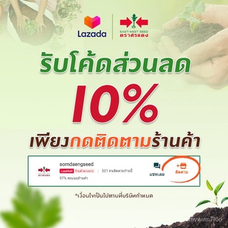 เมล็ดอวบอ้วน100%East-West Seed เมล็ดพันธุ์ผักสลัด (Lettuce seeds)  กรีนโอ๊คพลัส เมล็ดพันธุ์ผัก เมล็ดพันธุ์ ผักสวนครัว เม