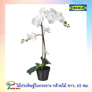 IKEA ต้นไม้ปลอม ไม้ประดิษฐ์  ไม้ประดิษฐ์ในกระถาง, กล้วยไม้ ขาว, 12 ซม. สูง 65 ซม.