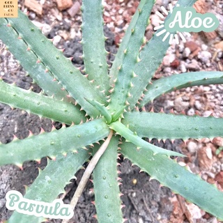 [อะโลพาร์วูล่า6-8cm] Aloe Parvula ส่งพร้อมกระถาง แคคตัส Cactus Succulent Haworthia Euphorbia ไม้หายาก พืชอวบน้ำ