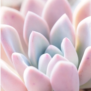 Graptoveria cv.opalina 30เมล็ด.-69