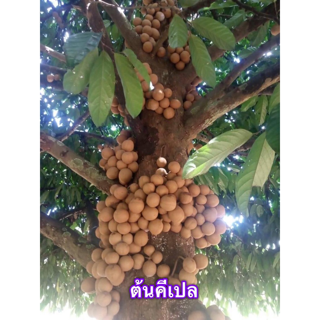ต้นกล้าคีเปล ขนาดพร้อมปลูก ผลไม้หายากกินเเล้วตัวหอม คีเปล ต้นคีเปล